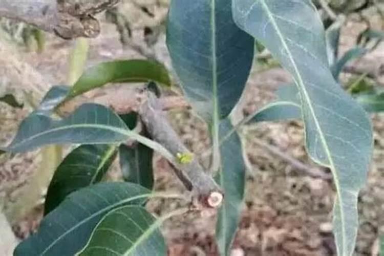 芒果用什么肥料能快速成长？施肥几次？