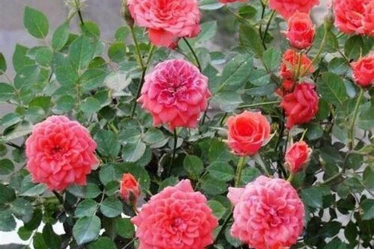 月季花谢后如何施肥