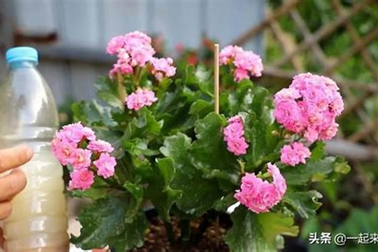 阳光玫瑰肥料:葡萄使用单氰胺的作用是什么