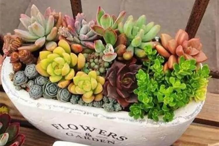 多肉浇叶面肥可以吗？