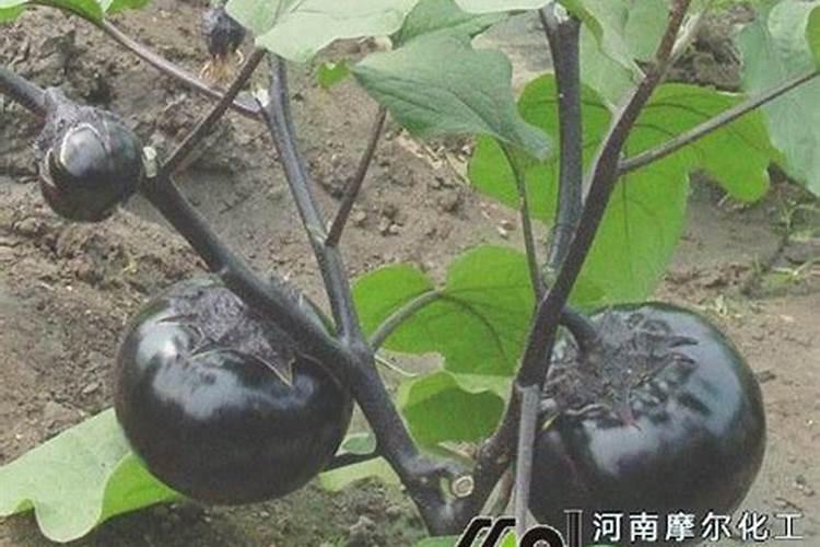 尿素可以水溶后施肥吗 尿素能水溶后施肥吗