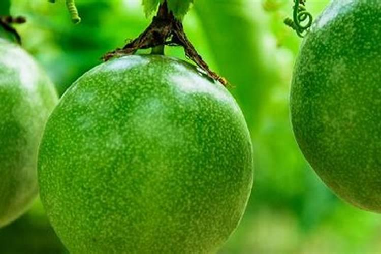 茄子适合哪些肥料？种植户注意了