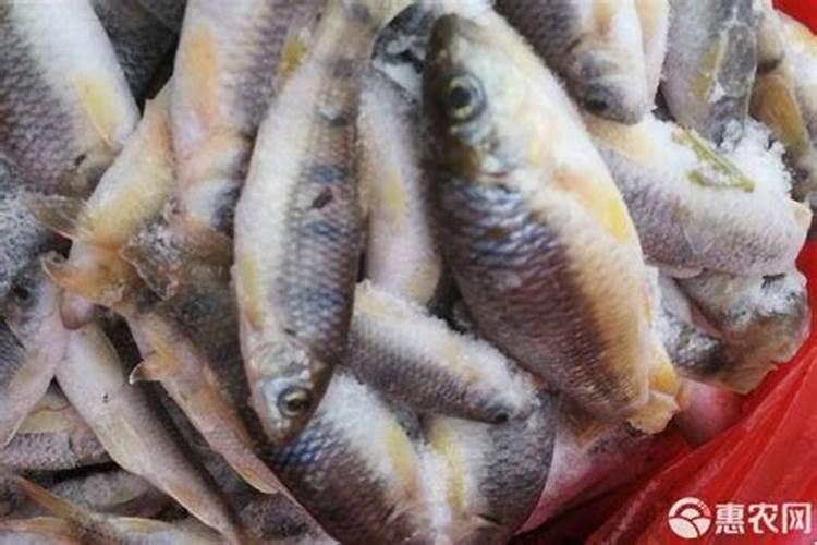 锦鲤鱼鱼粮多少钱一斤