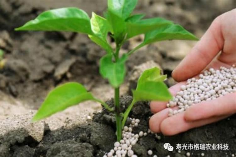 种植西红柿用钙肥红吗？