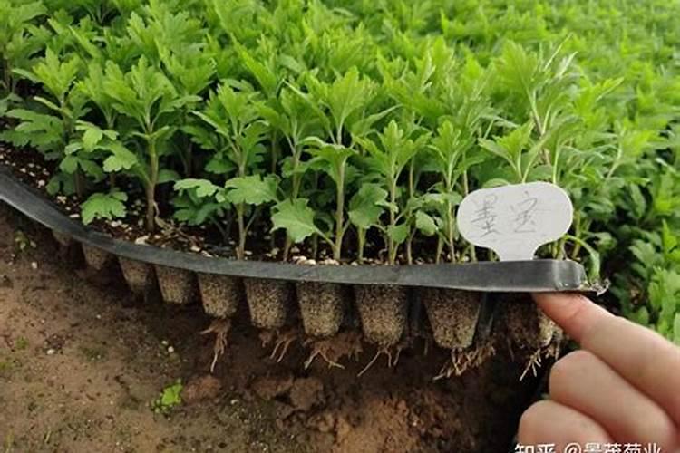 菊花苗的种植方法