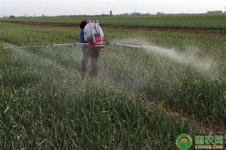 种大蒜用什么肥料好