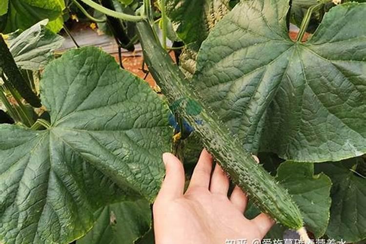 黄瓜什么时候用高钾肥料 怎么施肥提高产量