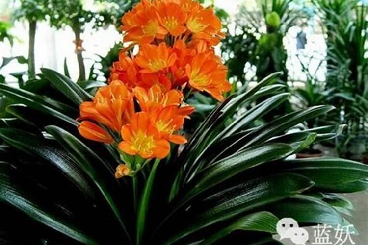 君子兰一般用什么肥比较好 君子兰肥料选择