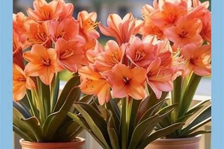 君子兰用什么肥料好