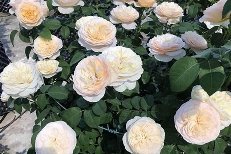 施什么肥让月季花又多又大