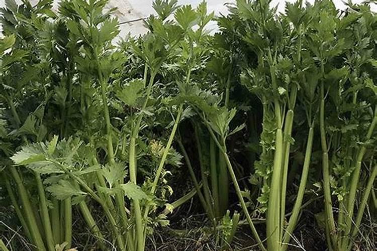 月季花可以经常喷水在叶面上吗