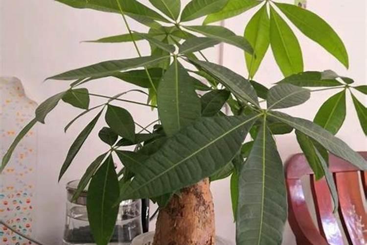 发财树怎么养护用什么肥生根 发财树如何养护用什么肥生根