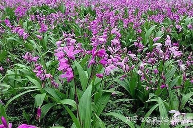 请柴胡种植根腐病怎么防治了