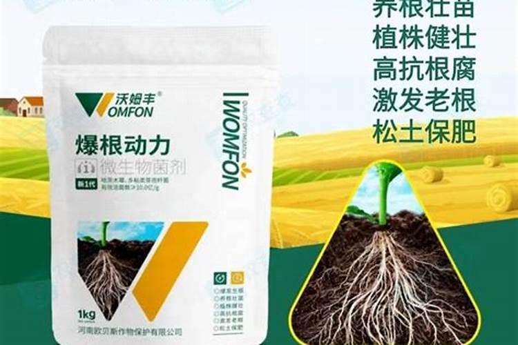 柴胡种植什么时候合适