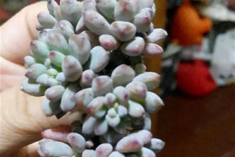 多肉植物怎么养根系能发达