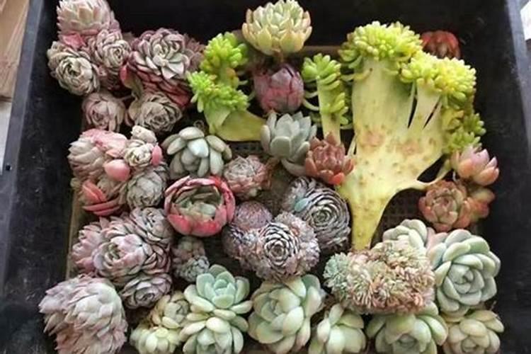 刚种的多肉可以浇生根粉吗