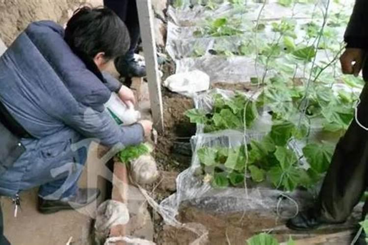 西红柿卷叶是怎么回事怎么治