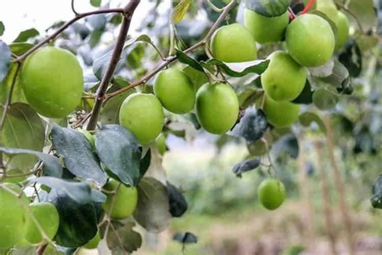 台湾青枣促进花芽分化的调节剂有哪些