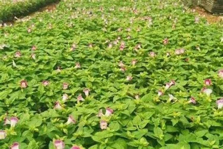 夏堇花的养殖方法