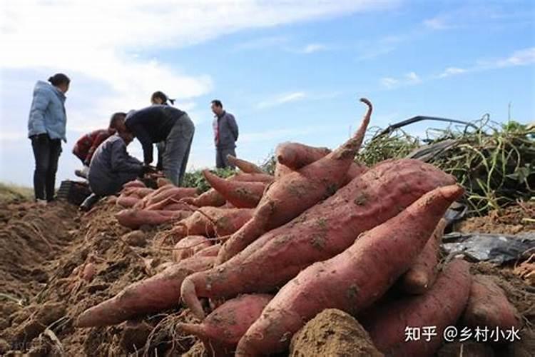 红薯施什么化肥最好