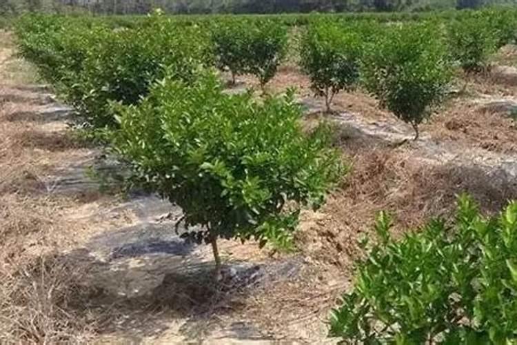 新栽柑橘幼苗怎么施肥 施肥中应该注意什么