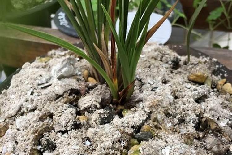 哪些花可以用草木灰 到底哪些花可以用草木灰