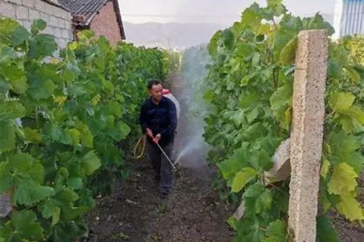 最新玉米收购价格(仅供参考):