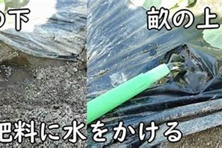 水溶肥冲施肥怎样用