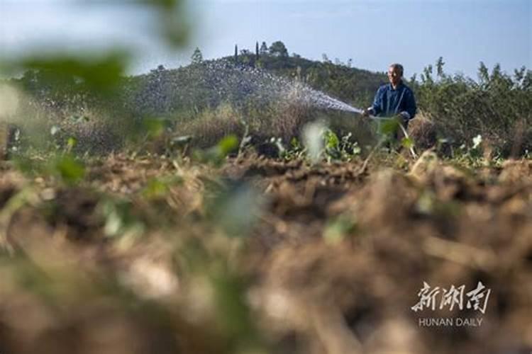 八月瓜白粉病打什么药…八月瓜？