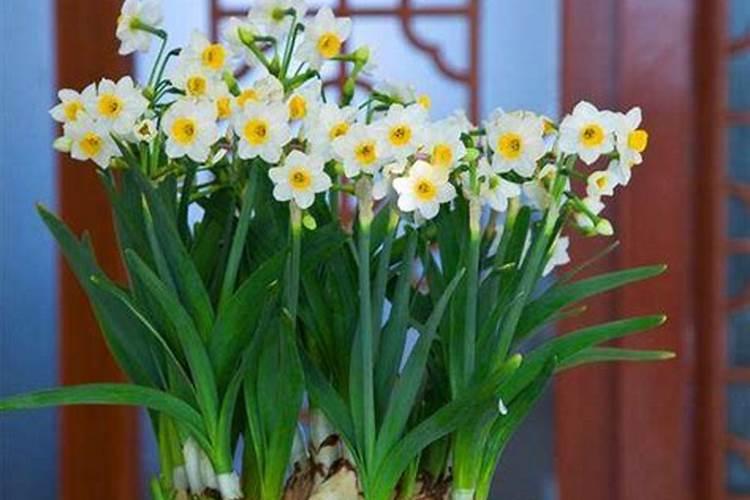 葡萄膨大期追什么肥料