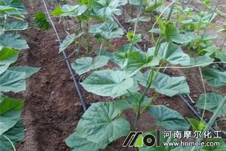 红地球葡萄温室促早栽培方法