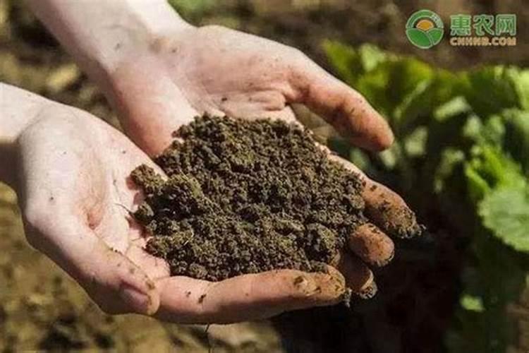 桔子树开花时可以使用叶面肥吗？