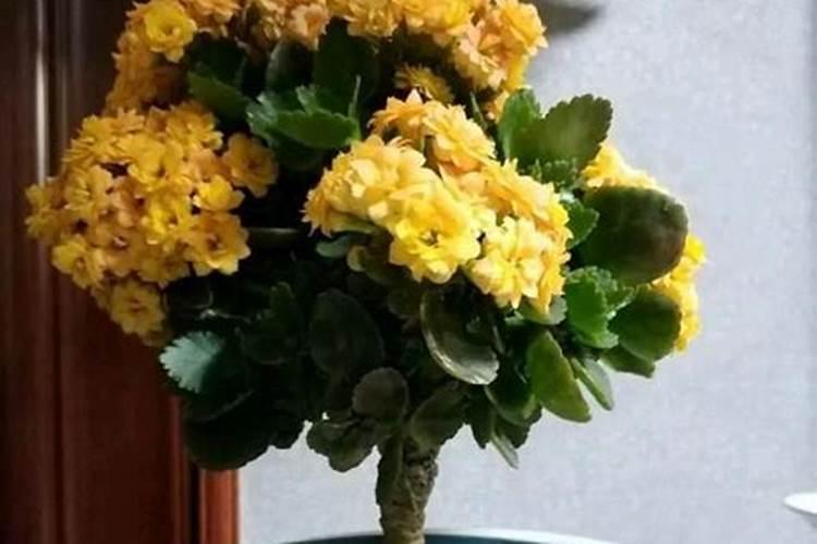 长寿花嫁接后怎么养才能开花 长寿花嫁接后如何养才能开花