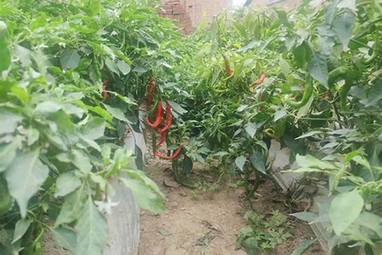 自家种的蔬菜,叶子泛黄是什么原因？