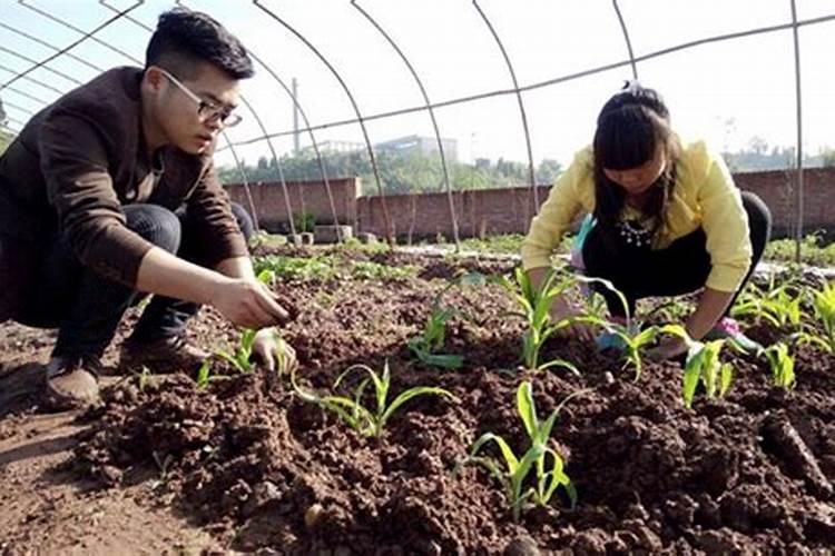 玉米苗期喷什么叶面肥