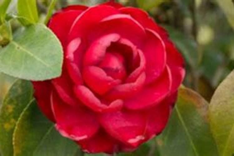 西瓜嫁接时喷什么杀菌剂？