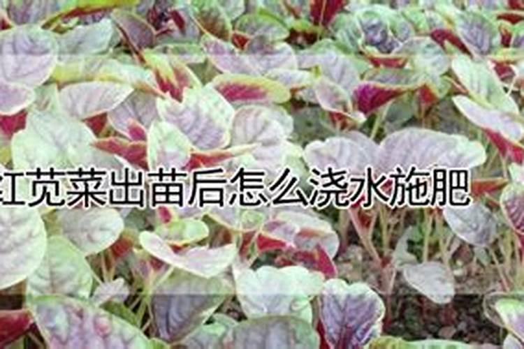 苋菜的产地是哪里