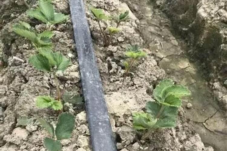 一般给草莓施什么肥最好