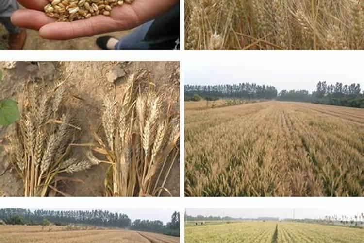 脐橙施肥能用蚯蚓粪吗？