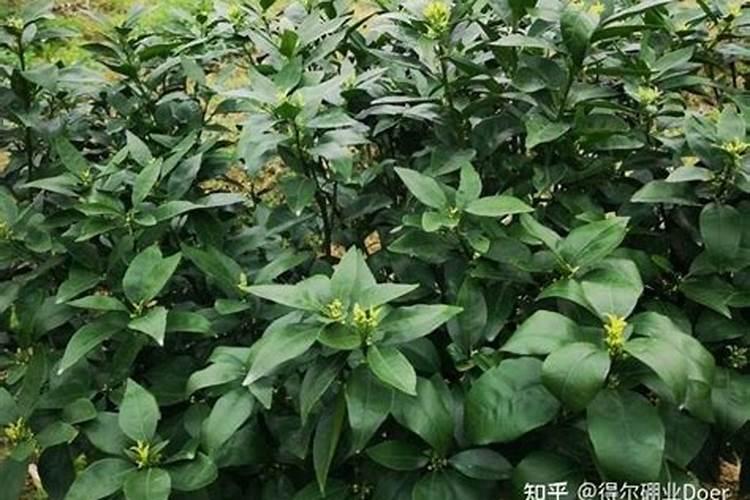 磷酸三钠是什么东西