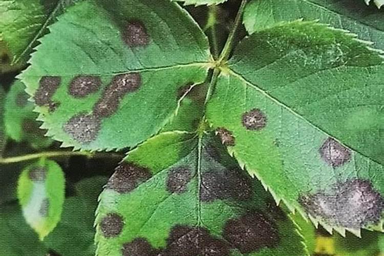 月季花黑斑病用什么药 我们可以这样处理