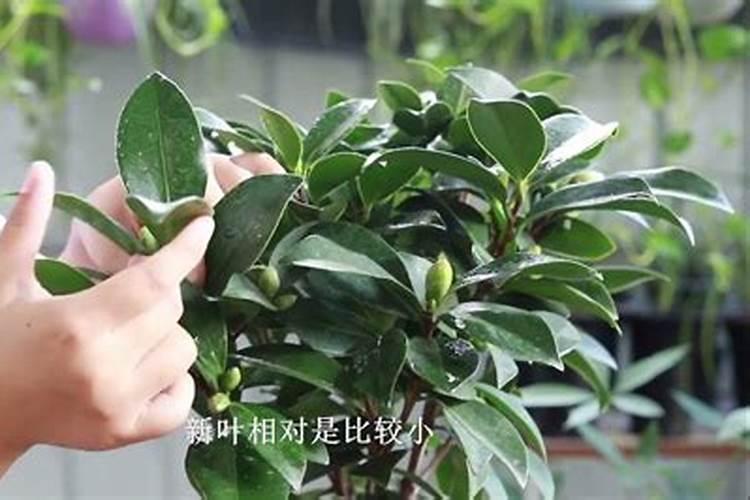 茶花如何施氮肥长得好