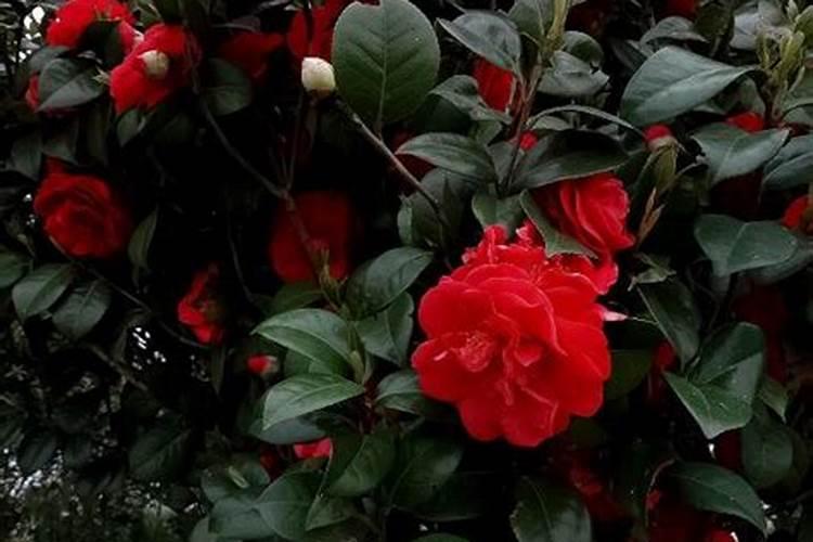 钾肥怎么用效果最好