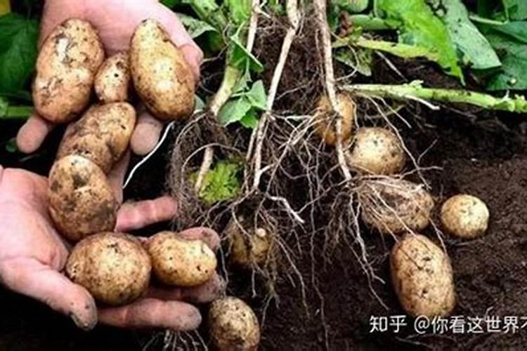 土豆二次追肥用什么肥料 怎么施肥效果好