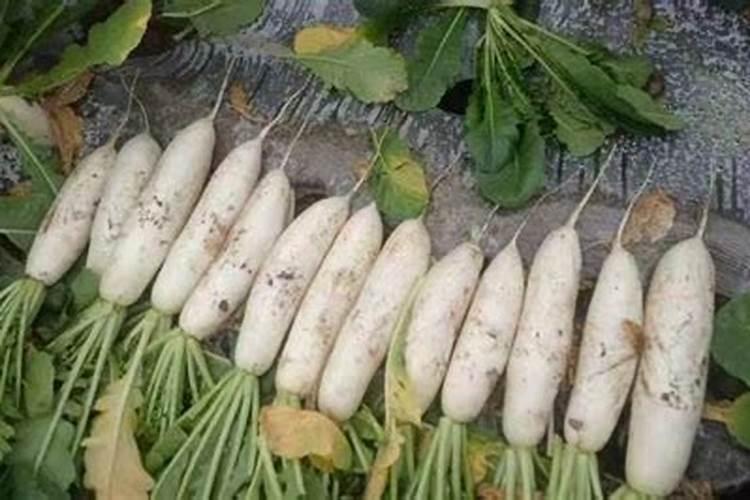 喷喷富富硒肥的作用？