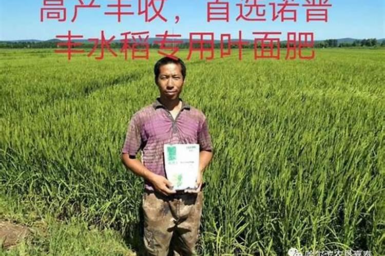 兰花夏天1个月不浇水可以吗会不会死夏天一个月不给兰花浇水会死么