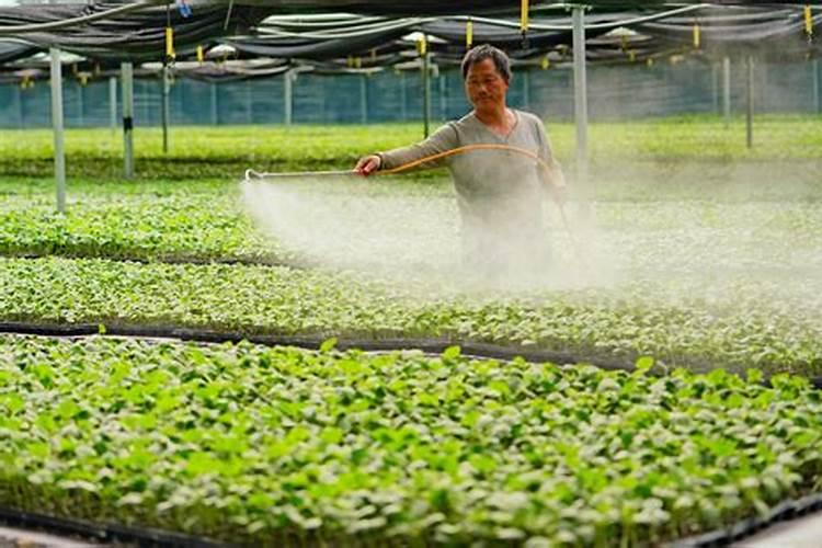叶面肥和杀菌剂能混用吗 叶面肥和杀菌剂使用注意事项