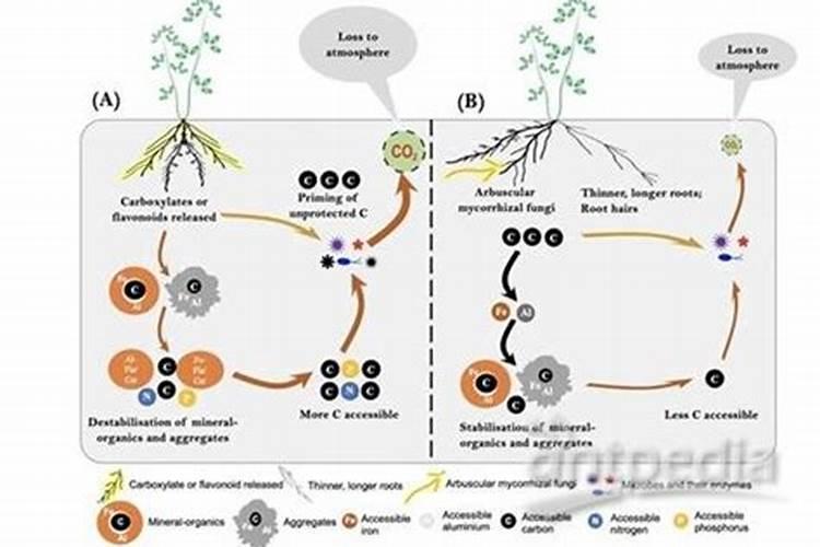 油茶树保花保果药什么时候打？