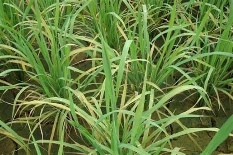 油茶树保花保果药什么时候打？