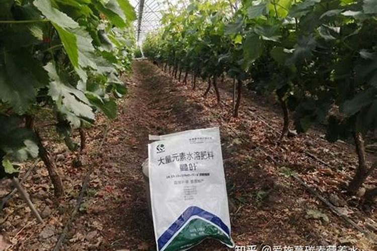 果树水溶肥的使用方法,如何施效果好